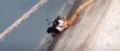 知道有人在救它，小猫咪拼命抓住绳索往上爬…