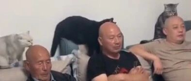 真有排面！黑白灰三只猫咪排成排给爷孙三代做“头疗”，网友：这是铲屎官的独特享受…