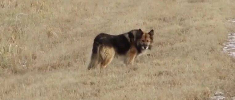 看哭了！主人车祸去世，忠犬在原地痴等11年…