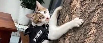 能捕鼠，会“巡逻”，成都一“警猫”被认可身份