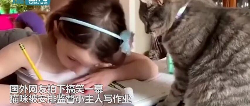 为了“监督”小主人写作业，毛孩子们也是拼了…