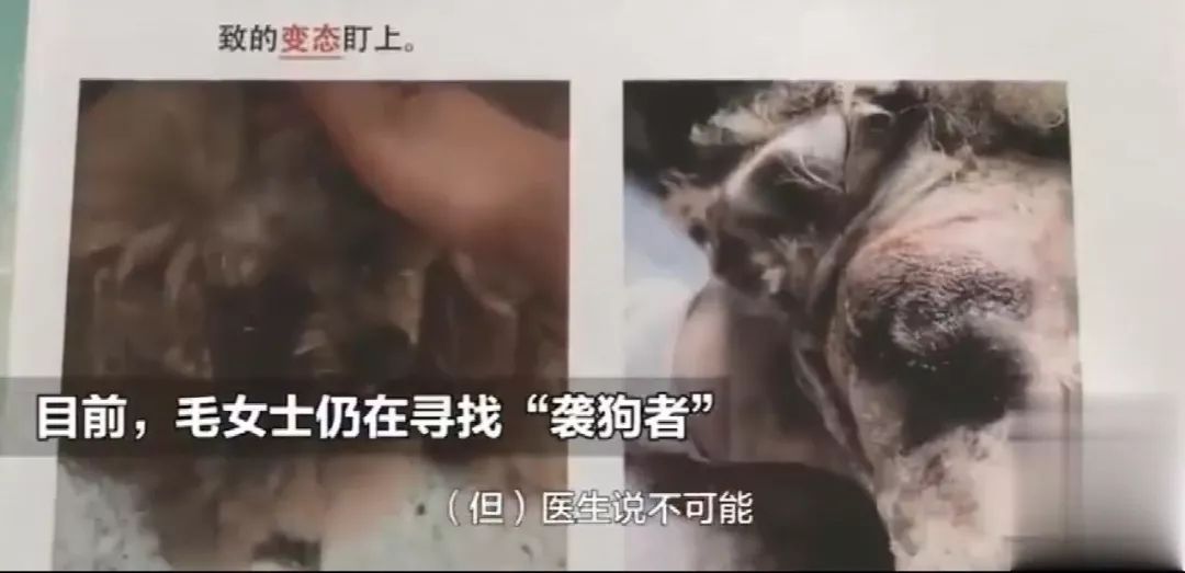 愛犬走失5小時，被找回時眼珠竟被打爆！主人痛哭不已... 未分類 第7張