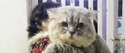 被奶奶养大的猫，果然不一般！~