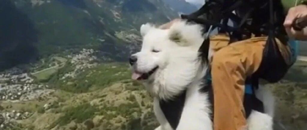 法国一男子带爱犬乘滑翔伞飞天，场面超燃！