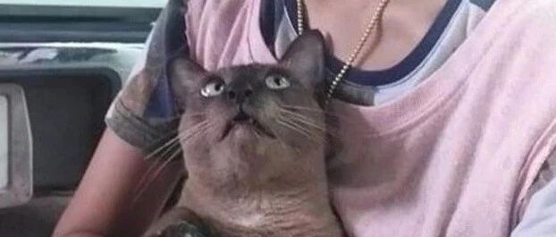 铲屎官敷了个面膜，猫咪竟然被吓得一脸惊悚…