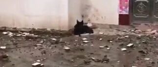 地震后，四川一狗狗独自卧在倒塌的家门口，忠诚地守着家，等着主人回来…