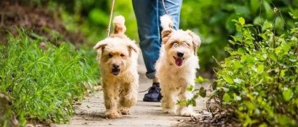 遛狗拴绳入法！某铲屎官：我的狗绳有18米长…