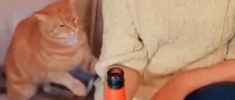 暖心！管事儿小橘猫出手阻止铲屎官喝闷酒…