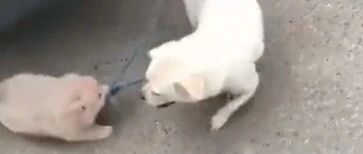 “妈妈你别走！”重庆一只狗宝宝被收养后，再见到狗妈妈时竟然紧咬着狗绳不让它离开…
