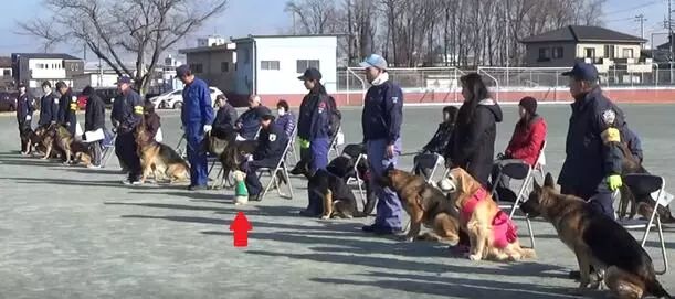 命運逆轉丨原本要安樂死的泰迪竟化身特約警犬！ 寵物 第4張