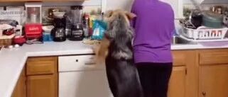 国外一铲屎官癫痫发作时，被狗狗及时护住…