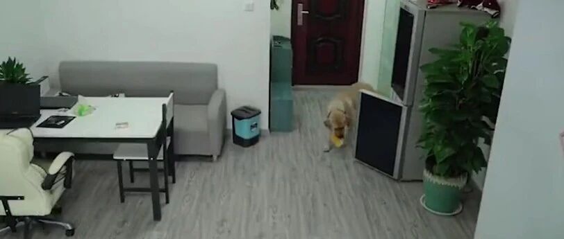 要不是看监控，铲屎官还以为狗狗是在干活呢…
