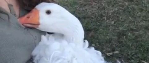 太丢脸了！大鹅挑衅一群鸡反被围殴，委屈巴巴地钻主人怀里…