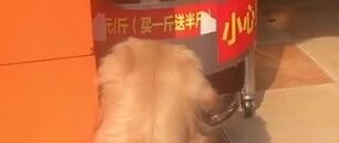 狗子路过烤鸭店门口蹲25分钟不肯走，馋了…
