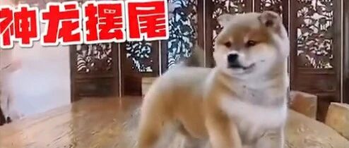 真喜庆！小柴犬自创“舞狮”动作，太可爱啦！~