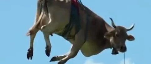 今天，你真“牛”！~