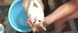 爷爷用猫示范如何给宝宝洗澡，猫咪全程好乖~
