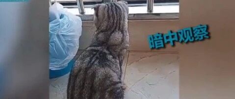 当你的猫得罪了一只记仇的鸟，“报复”就来了…