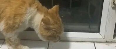 流浪猫有了家后被小伙伴隔窗训哭，网友：苟富贵，勿相忘！