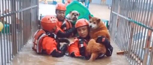成都暴雨！“落汤喵”被收编，狗太重抱着救援…