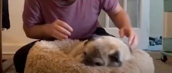 13岁狗狗总是赖床不起，铲屎官扶它都扶不起来，网友：狗子懒得太形象啦！~