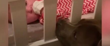 主人怀孕后狗狗暴躁拆家，没想到孩子出生后…