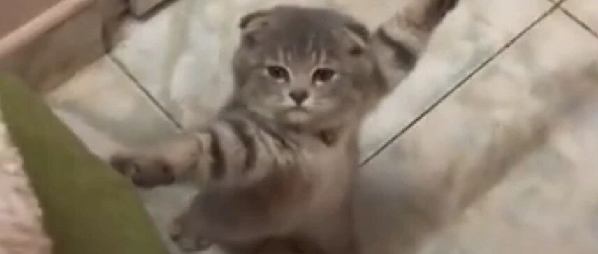 看猫咪大型翻车现场，来收获今日份的快乐吧…