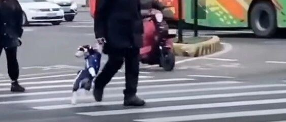 神操作！没带狗绳，大爷居然牵着狗爪过马路…