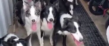 成精了！农场主随机点名狗狗，狗子们竟能个个听令行事…