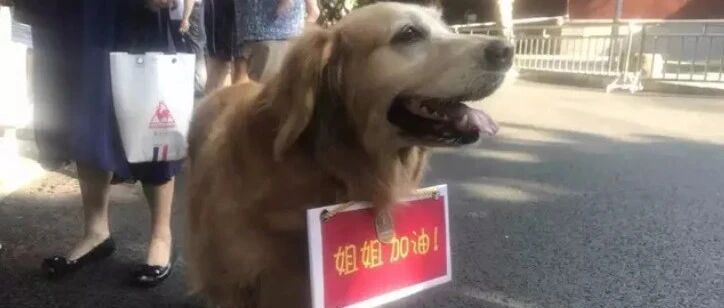 小主人参加高考，家里的狗狗来送考加油…