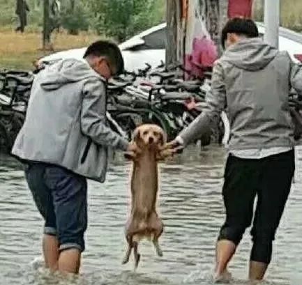 雨雨雨…大雨天遛狗，瘋了嗎？ 寵物 第23張