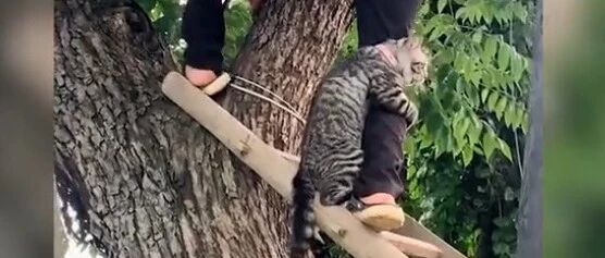 被困在树上的猫咪，被救时紧抱救援者的小腿…