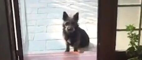 流浪狗妈妈产子，流浪狗爸爸主动向人类求助…