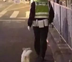 流浪狗妈妈产子,流浪狗爸爸主动向人类求助…-微信头条网 流浪狗妈妈产子,流浪狗爸爸主动向人类求助…