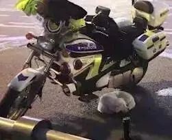 流浪狗妈妈产子,流浪狗爸爸主动向人类求助…-微信头条网 流浪狗妈妈产子,流浪狗爸爸主动向人类求助…