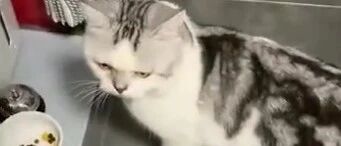 猫咪半夜带主人去看猫碗，还一路念念有词…