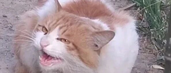 毁了！全毁了！喵淘气起来，比拆家汪都厉害…