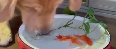 自己的宠物鱼被猫咪弄地上了，狗狗连忙拯救…