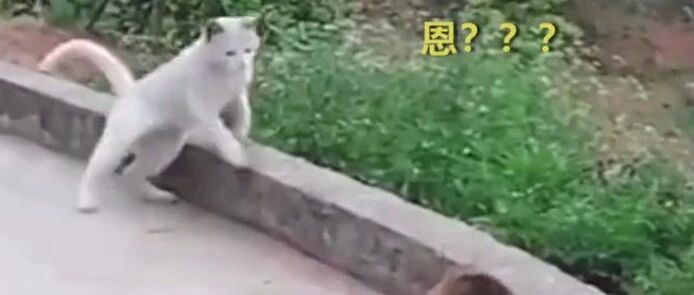 错把小狗当成大老鼠，空欢喜的猫咪恼羞成怒…