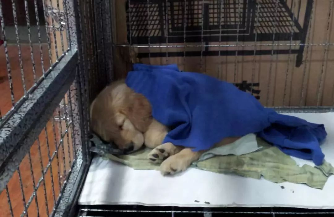 狗狗被主人拋棄了兩次，但是它的舉動打動了主人！ 寵物 第5張