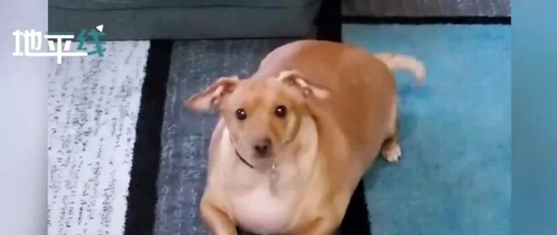 肥胖狗狗半年减掉一半体重！这样的减肥太励志了~