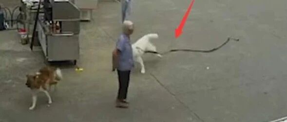 女孩遛别人家狗却牵不住，狗绳绊倒老人致死…