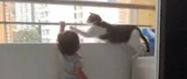 安全至上！哥伦比亚一猫咪阻止小主人扒栏杆…
