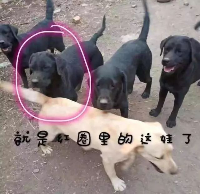 人沒救到自己先丟了！這搜救犬是來賣萌的麼？ 寵物 第5張