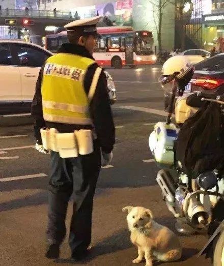 天寒地凍中流浪狗向交警求助，小哥下班後...... 寵物 第3張