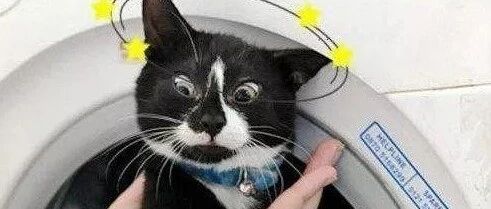 被洗衣机洗，被蚊帐罩身…喵主子真不省心啊~