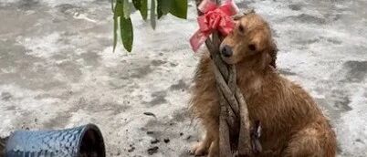 假期出游没带狗，狗子气得拔掉主人的“发财树”…