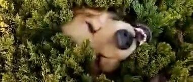 山东一铲屎官找狗累得气喘吁吁，没想到狗子就藏在绿化带里…