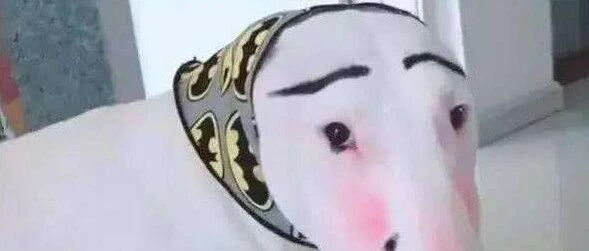 “这是人干的事吗？”狗狗们被打扮以后，囧了…