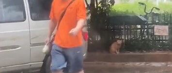 暴雨中，他把自己唯一的一把伞留给了流浪猫